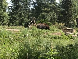 woodland park zoo